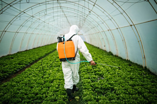 Best Insect Control  in Sachse, TX