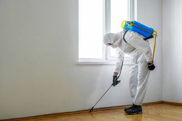 Best Flea Control Services  in Sachse, TX