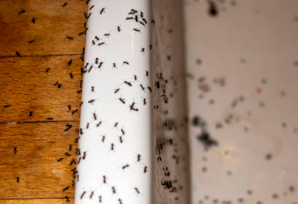 Best Exterminator Services  in Sachse, TX