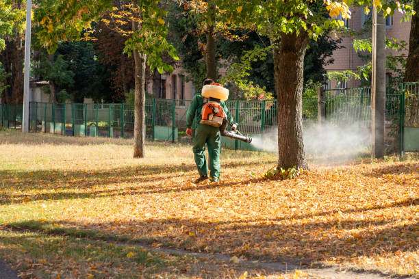 Best Bed Bug Extermination  in Sachse, TX