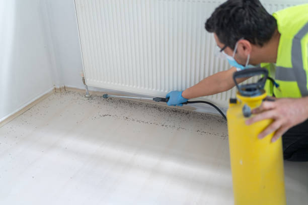 Best Ant Control Services  in Sachse, TX
