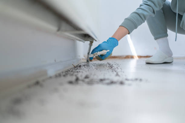 Bird Control in Sachse, TX